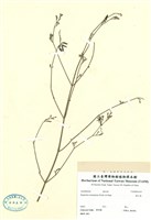 藏品(槍刀菜)的圖片